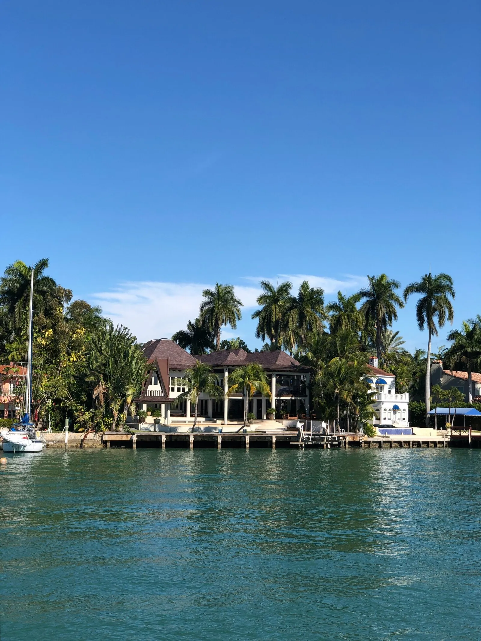 Florida palm trees